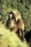 Gelada (<em>Theropithecus gelada</em>) male, near the Simien Lodge, Buyit Ras (3266 m), Simien NP, ETHIOPIA