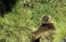 Gelada (<em>Theropithecus gelada</em>) male, near the Simien Lodge, Buyit Ras (3266 m), Simien NP, ETHIOPIA