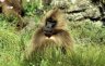 Gelada (<em>Theropithecus gelada</em>), near Sankabeer (3280 m), Simien NP, ETHIOPIA