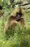 Gelada (<em>Theropithecus gelada</em>), near Sankabeer (3280 m), Simien NP, ETHIOPIA