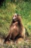 Gelada (<em>Theropithecus gelada</em>), near Sankabeer (3280 m), Simien NP, ETHIOPIA