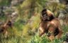 Geladas (<em>Theropithecus gelada</em>), near Sankabeer (3280 m), Simien NP, ETHIOPIA