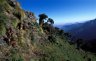 Geladas (<em>Theropithecus gelada</em>), near Sankabeer (3280 m), Simien NP, ETHIOPIA