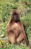 Gelada (<em>Theropithecus gelada</em>), near Sankabeer (3280 m), Simien NP, ETHIOPIA