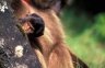 Geladas (<em>Theropithecus gelada</em>), near Sankabeer (3280 m), Simien NP, ETHIOPIA