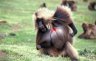 Gelada (<em>Theropithecus gelada</em>) male, Sankabeer area (3242 m), Simien NP, ETHIOPIA