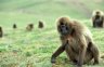 Geladas (<em>Theropithecus gelada</em>), Sankabeer area (3242 m), Simien NP, ETHIOPIA