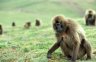 Geladas (<em>Theropithecus gelada</em>), Sankabeer area (3242 m), Simien NP, ETHIOPIA