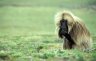 Gelada (<em>Theropithecus gelada</em>) male, Sankabeer area (3242 m), Simien NP, ETHIOPIA