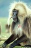 Gelada (<em>Theropithecus gelada</em>) male, Sankabeer area (3242 m), Simien NP, ETHIOPIA