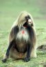 Gelada (<em>Theropithecus gelada</em>) male, Sankabeer area (3242 m), Simien NP, ETHIOPIA