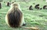 Gelada (<em>Theropithecus gelada</em>) male, Sankabeer area (3242 m), Simien NP, ETHIOPIA