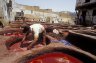 Tanneries, Fés, MOROCCO