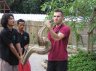 <p>Balázs Buzás with Blood Python (<em>Python curtus</em>), Krabi, THAILAND</p>