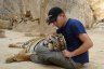 Balázs Buzás with a Tiger (<em>Panthera tigris</em>), Pha Luang Ta Bua (Tiger Temple), Kanchanaburi, THAILAND