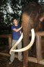 <p>Balázs Buzás with Asian Elephant (<em>Elephas maximus</em>), Kanchanaburi, THAILAND</p>