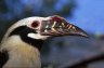 Tarictic Hornbill (<em>Penelopides p. panini</em>), Visayas, PHILIPPINES