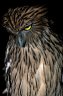 Brown Fish Owl (<em>Ketupa zeylonensis</em>), Angkor Zoo, Angkor, CAMBODIA