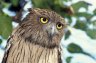 Brown Fish Owl (<em>Ketupa zeylonensis</em>), Angkor Zoo, Angkor, CAMBODIA