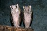 Asian Bay Owls (<em>Phodilus badius</em>), Chiang Mai Zoo, THAILAND