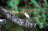 <p>Indian Pond-heron (<em>Ardeola grayii</em>), Keoladeo Ghana National Park, near Bharatpur, Rajasthan, INDIA</p>