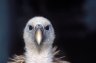 <p>White-rumped Vulture (<em>Gyps bengalensis</em>), Yangon Zoological Gardens, Yangon, MYANMAR (BURMA)</p>