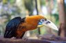 <p>Rufous-nacked Hornbill (<em>Aceros nipalensis</em>), Yangon Zoological Gardens, Yangon, MYANMAR (BURMA)</p>