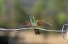 Green-bellied Hummingbird (<em>Amazilia beryllina</em>), San Isidro Lodge, near Cerocahui, Chihuahua, MEXICO