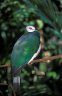 <p>White-bellied Imperial-pigeon (<em>Ducula forsteni</em>), Bali Bird Park, Bali, INDONESIA</p>