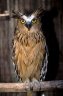 Brown Fish Owl (<em>Bubo (Ketupa) ketupu</em>), Bali Bird Park, Bali, INDONESIA