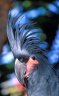 Palm Cockatoo (<em>Probosciger aterrimus</em>), Gili Meno Bird Park, Gili Meno, Lombok, INDONESIA