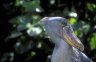 African Shoebill (<em>Balaeniceps rex</em>), Uganda Wildlife Education Center, Entebbe, UGANDA