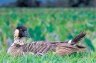 <p>Hawaiian Goose (<em>Branta sandwichensis</em>), Hanalei Natural Wildlife Refuge, Kauai, Hawaii, USA</p>