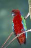 Crimson Shining-parrot (<em>Prosopeia tabuensis splendens</em>), Kula Eco Park, near Korotogo, Viti Levu, FIJI