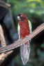 <p>Koro Island Shining Parrot (<em>Prosopeia koroensis</em>), Kula Eco Park, near Korotogo, Viti Levu, Fiji</p>