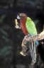 Taveuni Shining-parrot (<em>Prosopeia tabuensis taviunensis</em>), Kula Eco Park, near Korotogo, Viti Levu, FIJI
