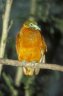 <p>Orange Dove (<em>Ptilinopus victor</em>) male, Kula Eco Park, near Korotogo, Viti Levu, Fiji</p>
