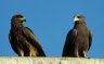 Black Kites (<em>Milvus migrans</em>), butcher's market, Harar (1900 m), ETHIOPIA