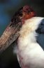 Marabu Stork (<em>Leptoptilos crumeniferus</em>), near the Awasa Lake, Crow Valley, ETHIOPIA