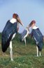 Marabu Storks (<em>Leptoptilos crumeniferus</em>), near the Awasa Lake, Crow Valley, ETHIOPIA