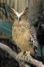 Brown Fish Owl (<em>Ketupa zeylonensis</em>), Bali Bird Park, Bali, INDONESIA