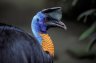 Northern Cassowary Cassowary (<em>Casuarius unappendiculatus</em>), Bali Bird Park, Bali, INDONESIA