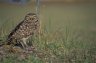 Florida Burrowing Owl (<em>Athene cunicularia floridana</em>) male, Hollywood, FL, USA