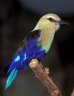 Blue-bellied Roller (<em>Coracias cyanogaster</em>), London Zoo, London, United Kingdom