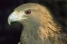 Golden Eagle (<em>Aquila chrysaetos homeyeri</em>), Delbãr, Khor Touran National Park, IRAN