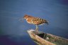 Rufescent Tiger Heron (<em>Tigrisoma lineatus</em>) juv., Puesto de Vigilancia (P. V.) Communal, Laguna El Dorado, Reserva Nacional Pacaya Samiria, PERU