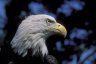 Bald Eagle (<em>Haliaeetus leucocephalus</em>), San Diego Wild Animal Park, CA, USA