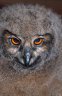 Uhu (<em>Bubo bubo</em>) juv., Jászberény Zoo, HUNGARY