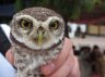 Spotted Owlet (<em>Athene brama pulchra</em>), MYANMAR (BURMA)