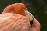 American Flamingo (<em>Phoenicopterus ruber ruber</em>), Rare Species Conservation Centre, Sandwich, UNITED KINGDOM